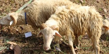 Momen Idul Adha 1440 H di Pesantren Al-Andalus