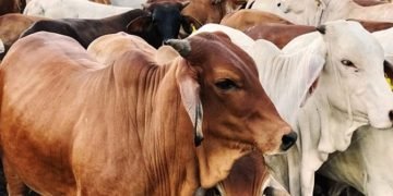 Al-Andalus Terima Titipan Hewan Kurban 3 Sapi 29 Kambing