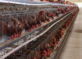 Diterima di Unand, Habib Maulana Sandra Ingin Kembangkan Agribisnis Peternakan