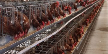 Diterima di Unand, Habib Maulana Sandra Ingin Kembangkan Agribisnis Peternakan