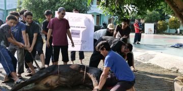 Sembelih 62 Hewan, Al-Andalus Salurkan 1.166 Paket Daging Kurban